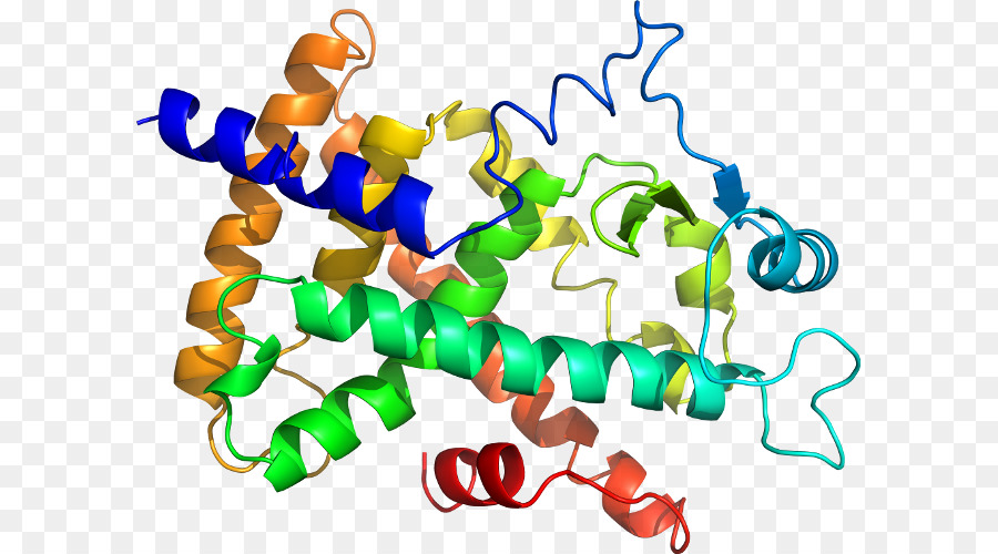 Struktur Protein，Molekul PNG