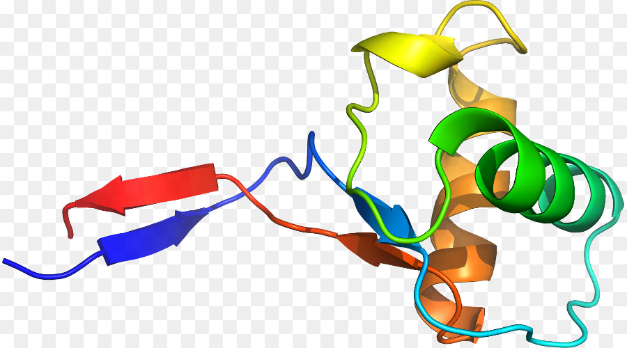 Struktur Protein，Molekul PNG