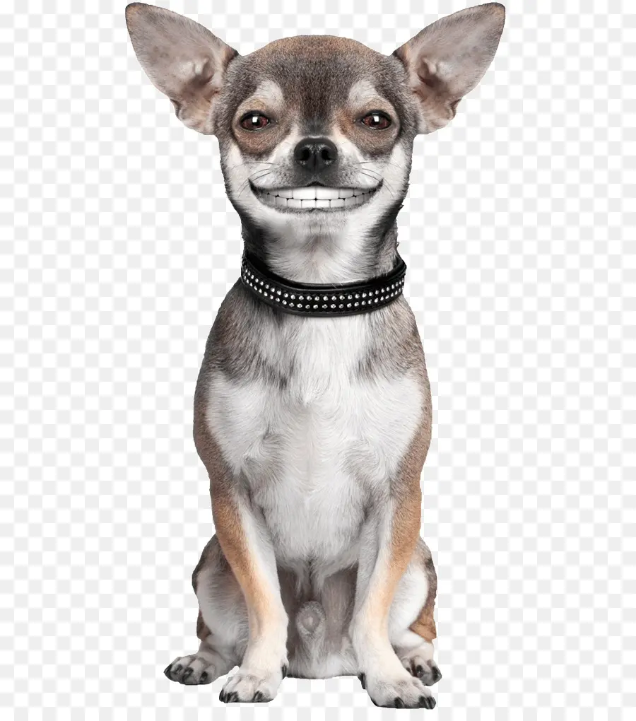 Chihuahua，Hewan Peliharaan Duduk PNG