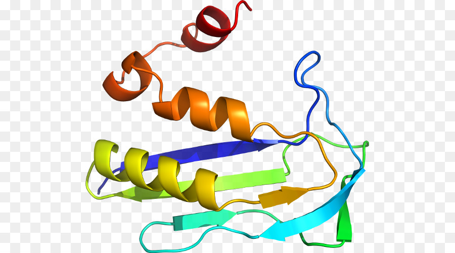 Struktur Protein，Molekul PNG