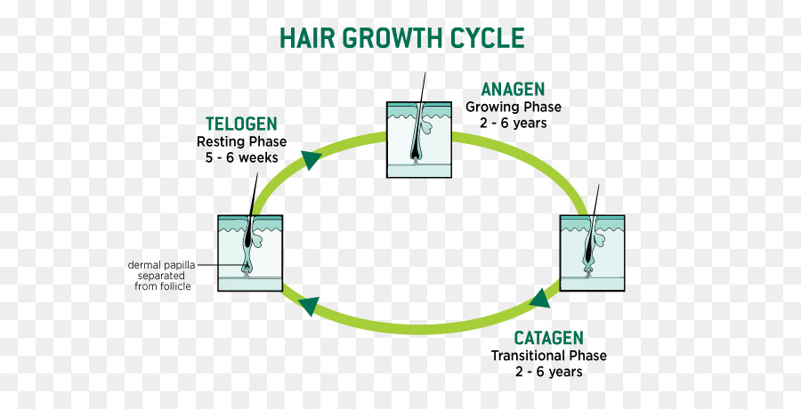 Siklus Pertumbuhan Rambut，Rambut PNG