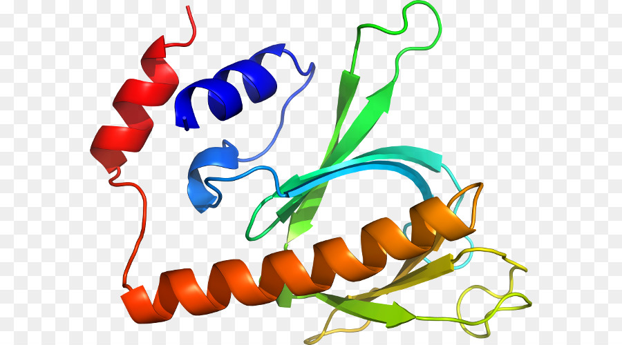 Struktur Protein，Molekul PNG