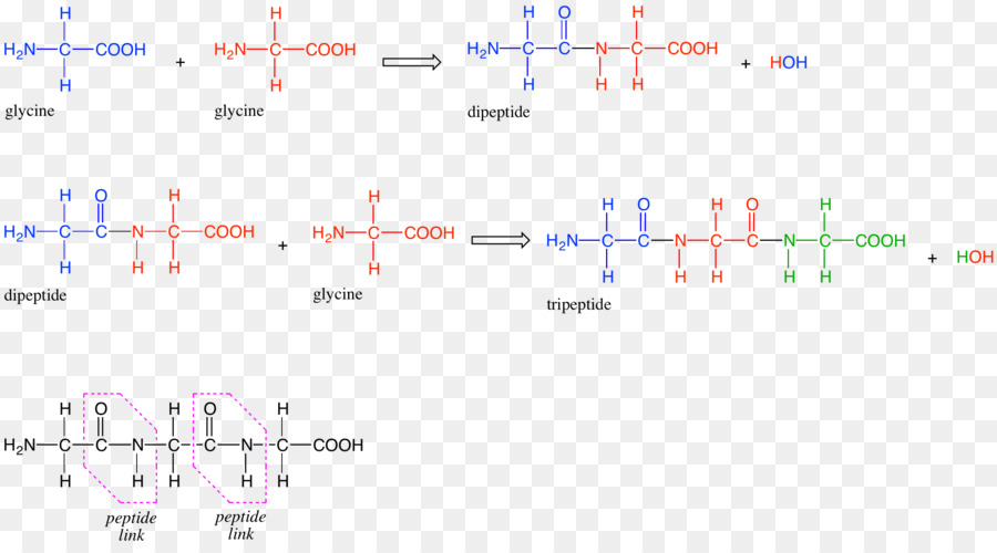 Tripeptide，Kosmetik PNG