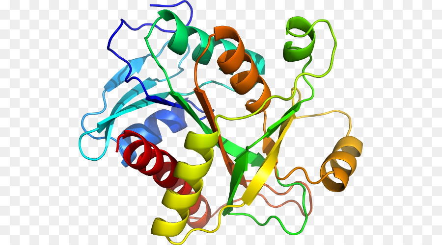 Struktur Protein，Molekul PNG