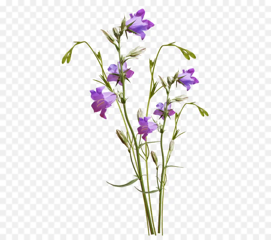 Bunga，Lavender PNG