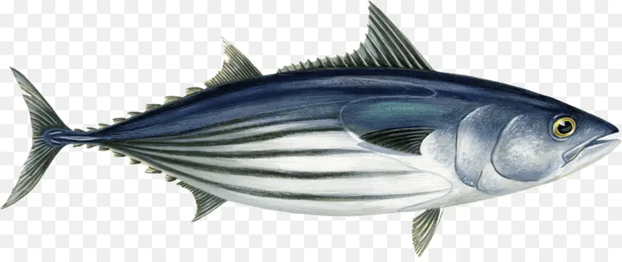 Ikan，Akuatik PNG