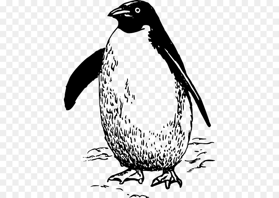 Penguin，Burung PNG