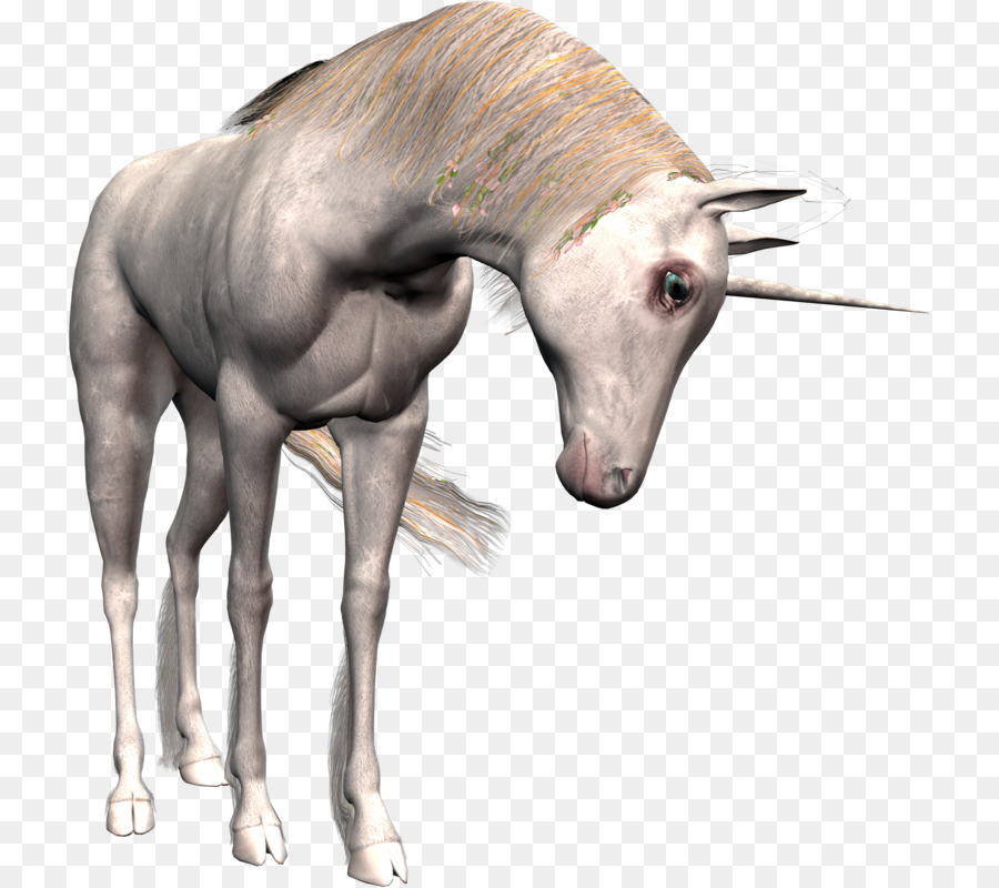 Unicorn，Kuda PNG