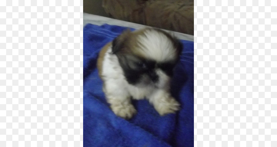 Shih Tzu，Anjing Havanese Menarik PNG