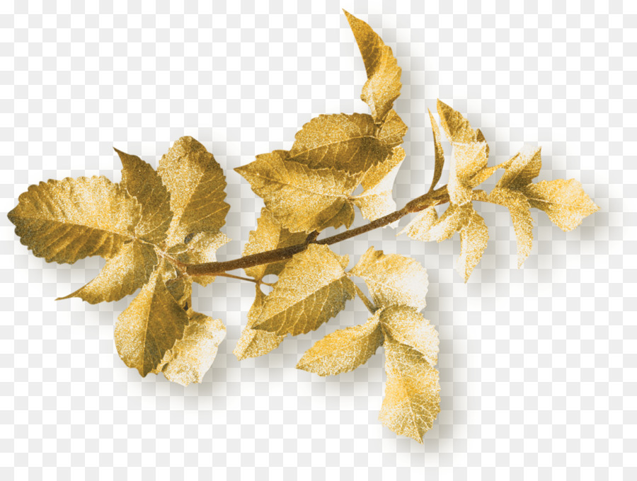 Daun，Ginkgo Biloba PNG