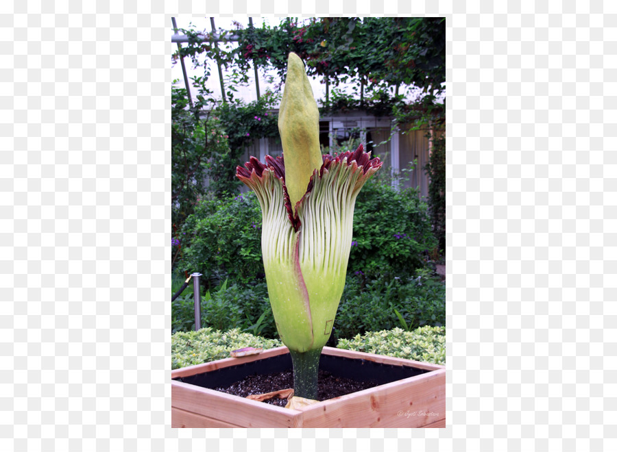 Amorphophallus Titanum，Sendok Tidak Pernah Percaya PNG