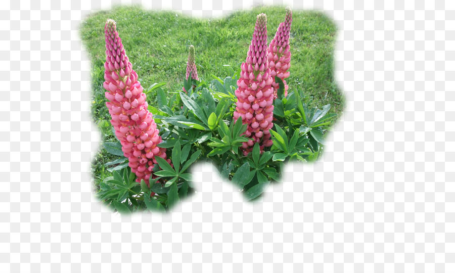 Lupin Terbatas， PNG