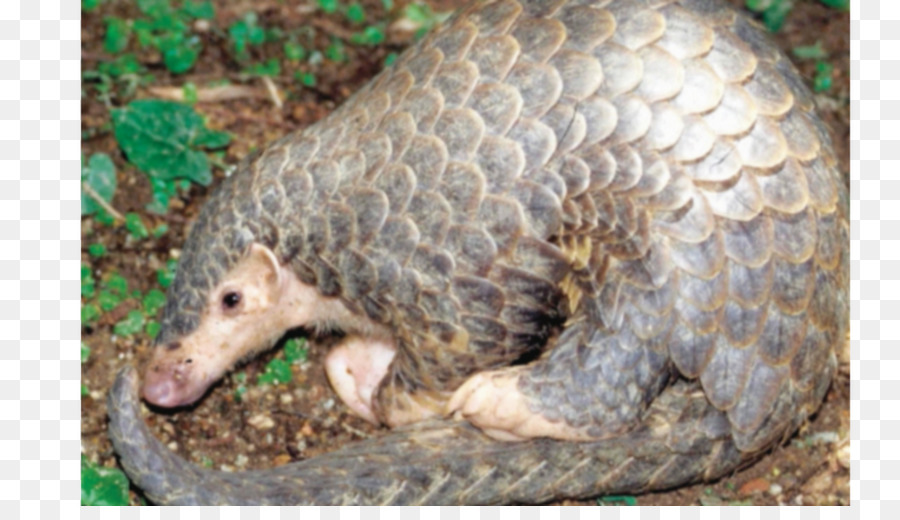 Trenggiling，Margasatwa PNG