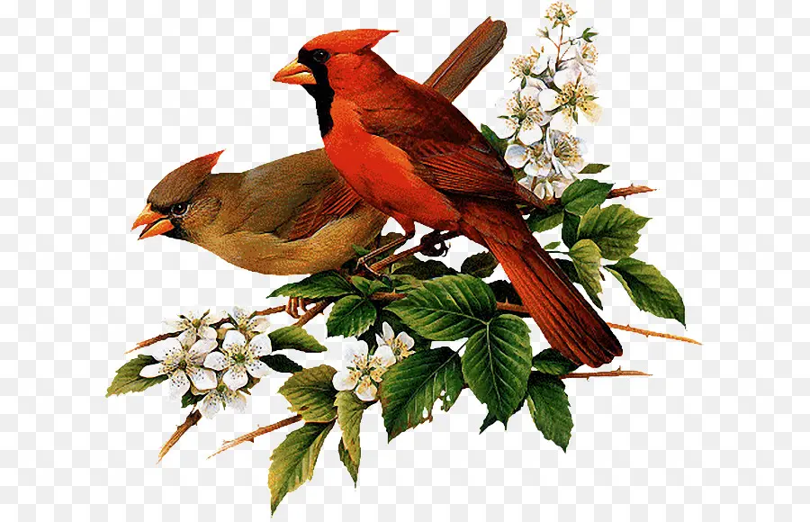 Kardinal，Burung PNG