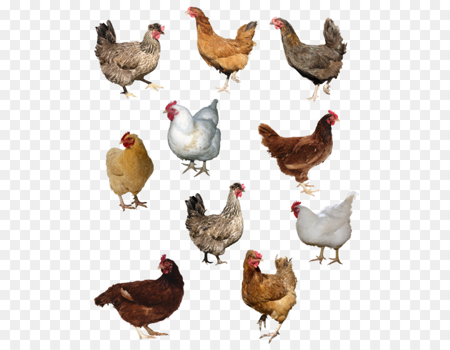 Ayam，Umum Burung Unta PNG