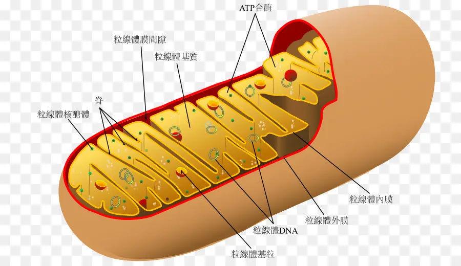 Diagram Mitokondria，Sel PNG