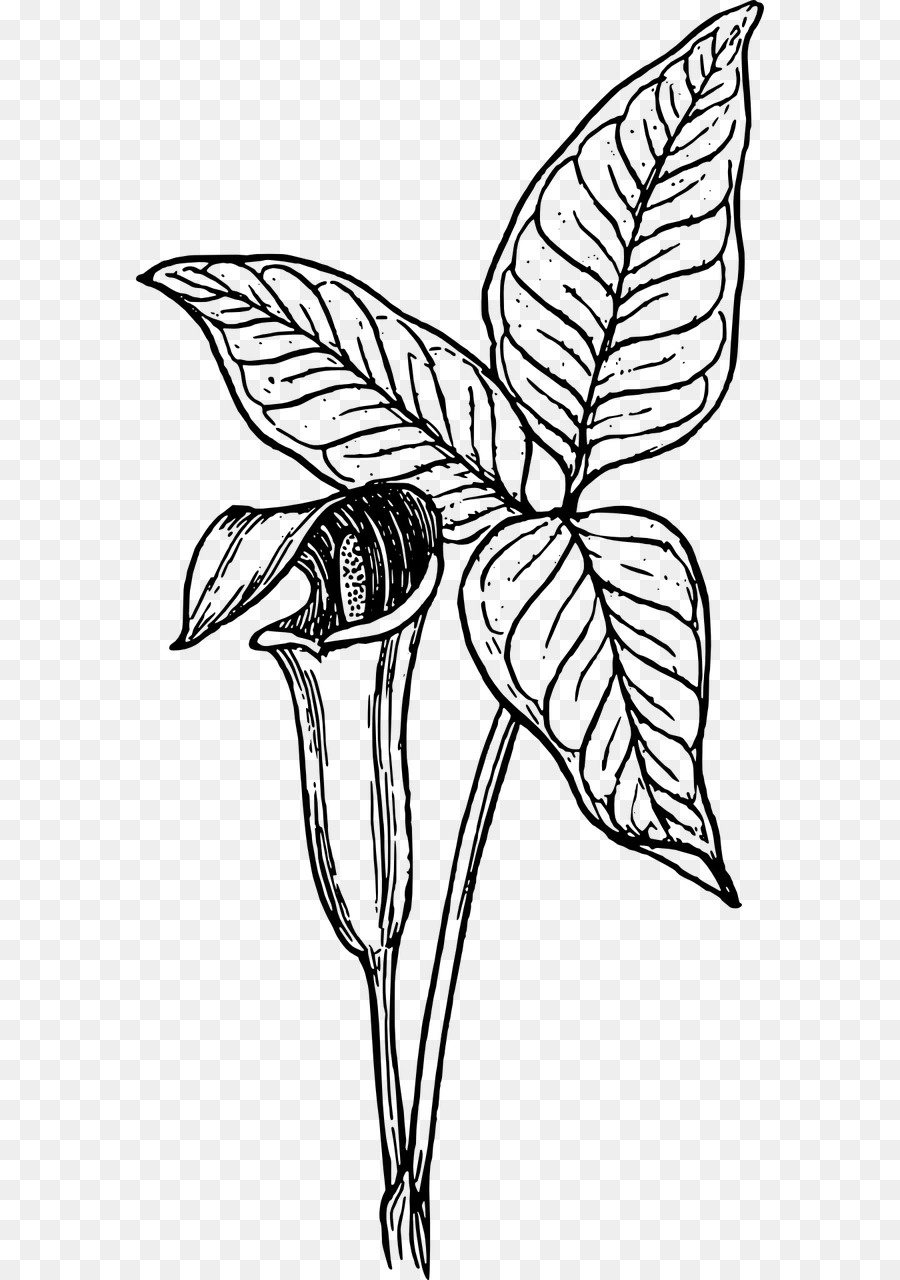 Cuckoopint，Arumlily PNG