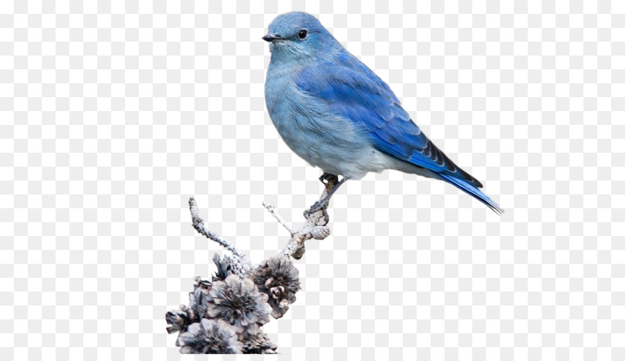 Blue Bird，Bulu PNG