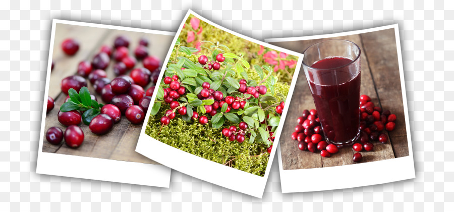 Cranberry，Berry PNG