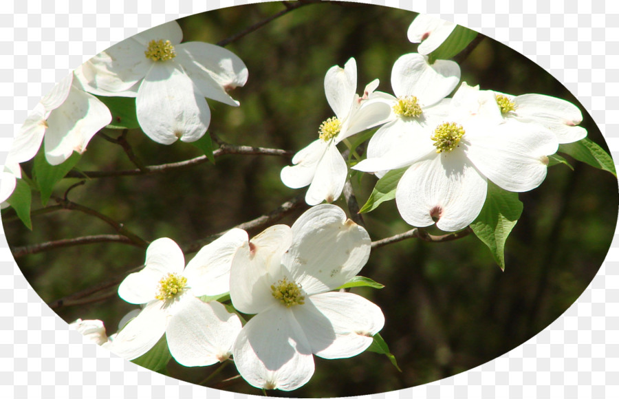 Viburnum， PNG