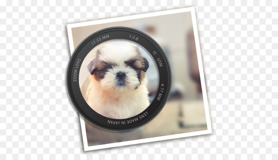 Shih Tzu，Motion Blur PNG