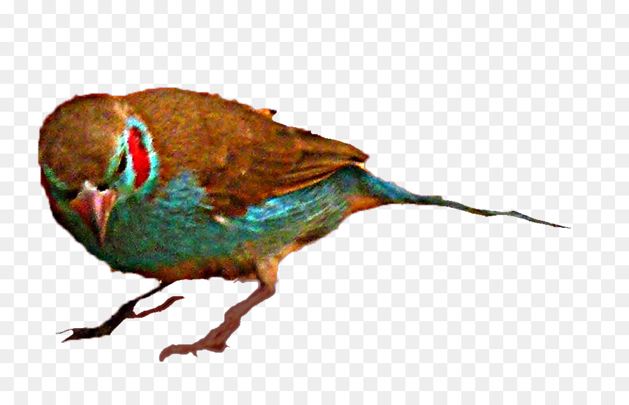 Burung Beo，Burung PNG