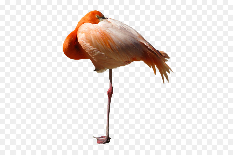 Flamingo，Burung PNG