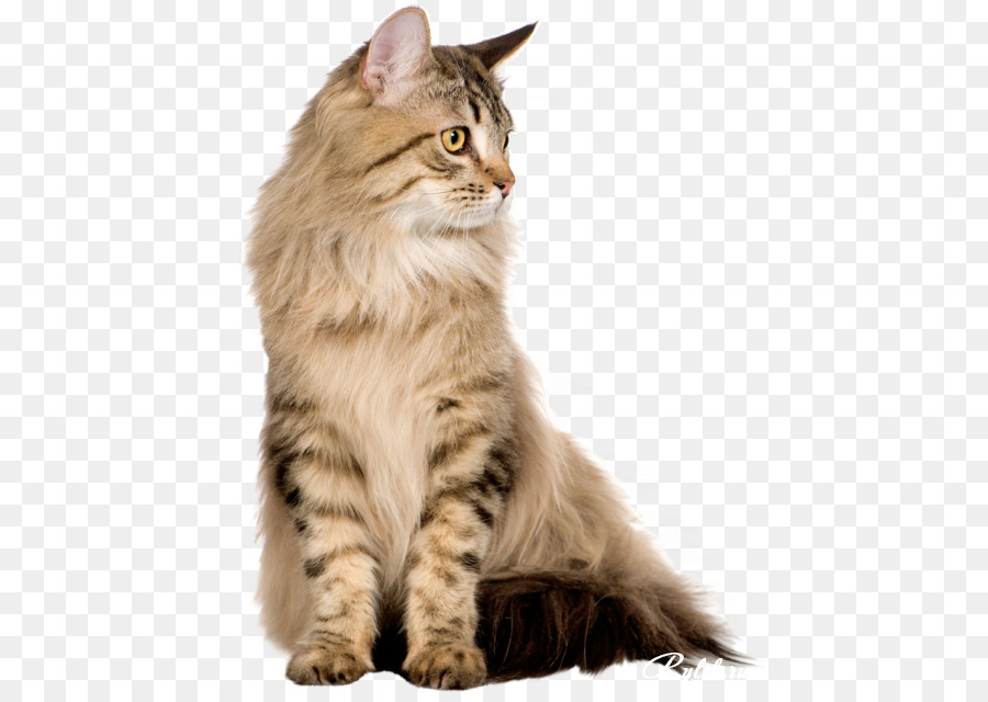 Kucing Persia，Maine Coon PNG