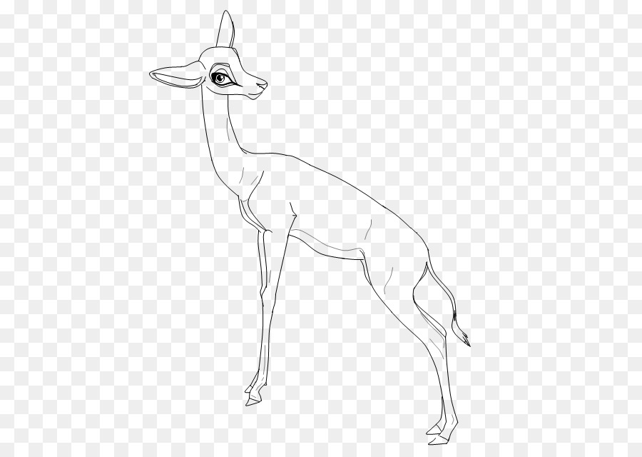 Springbok，Gazelle PNG