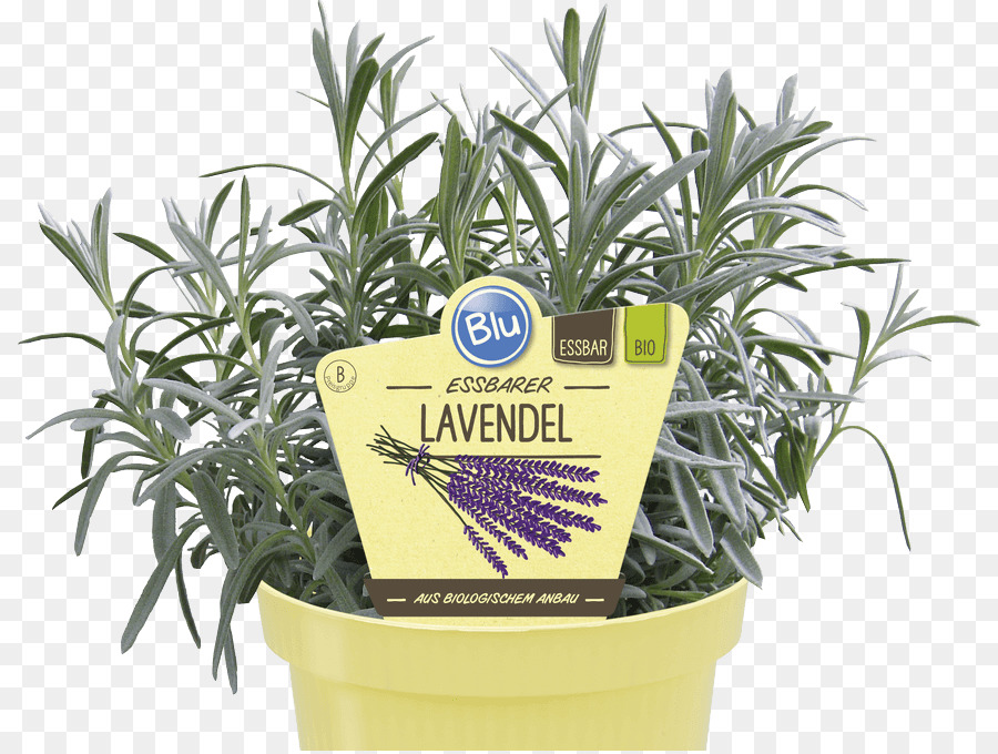 Lavender Inggris，Ramuan PNG