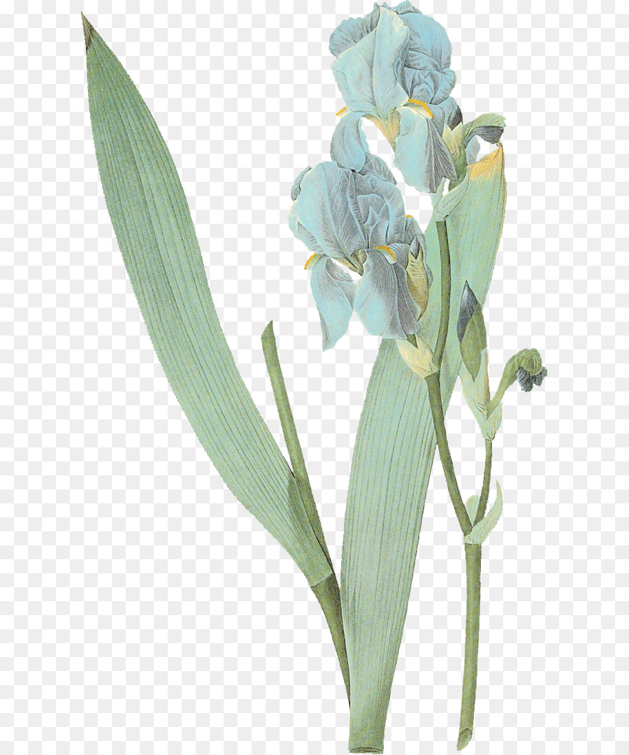 Iris，Bunga PNG