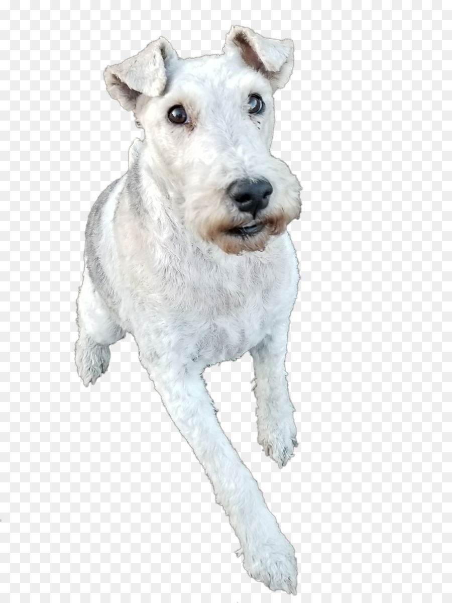 Anjing Putih，Peliharaan PNG