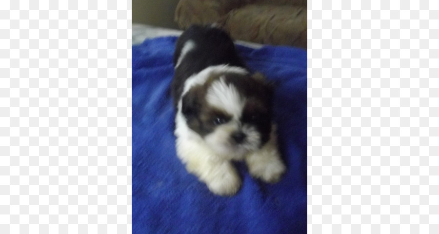 Shih Tzu，Anjing Havanese Menarik PNG