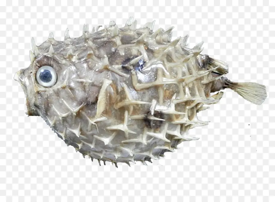 Ikan Buntal，Ikan PNG