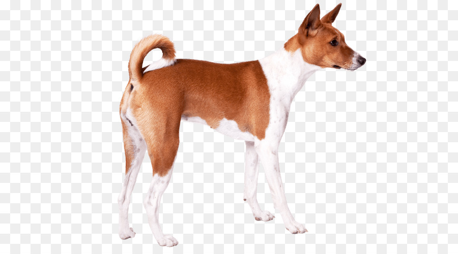 Anjing，Peliharaan PNG