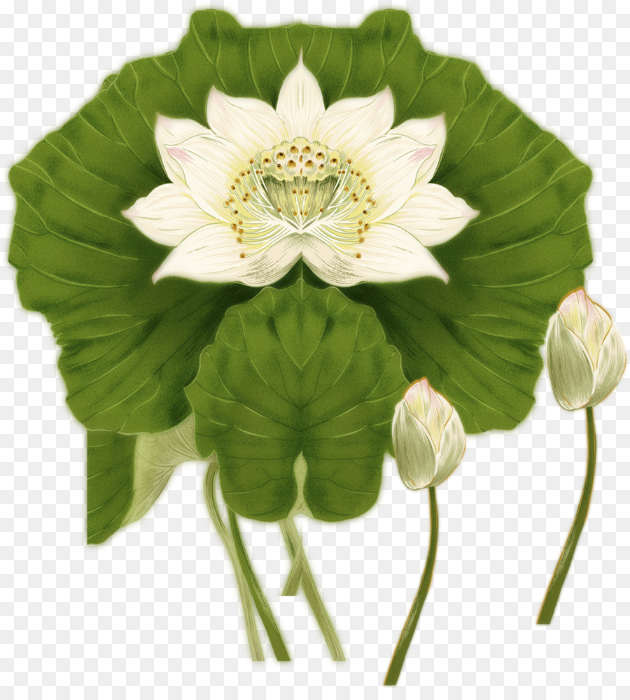 Nelumbo Nucifera，Tinta Mencuci Lukisan PNG