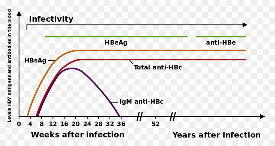 Hepatitis B，Virus Hepatitis B PNG