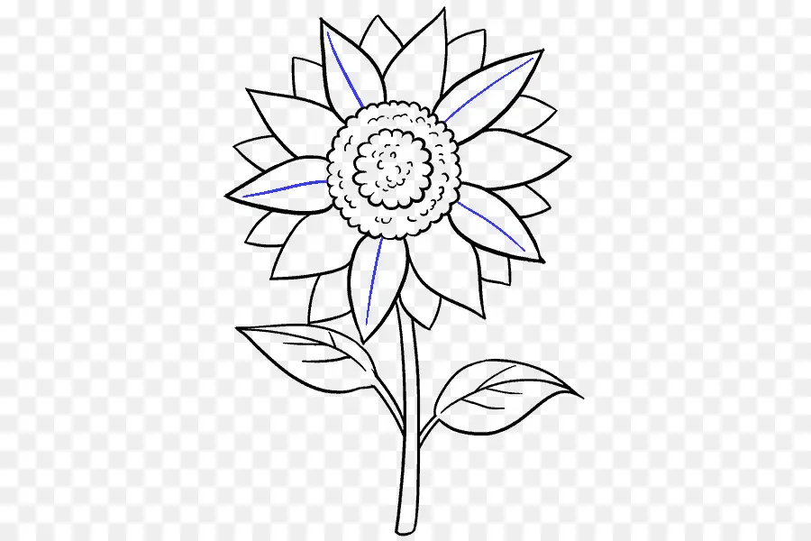 Gambar，Umum Bunga Matahari PNG