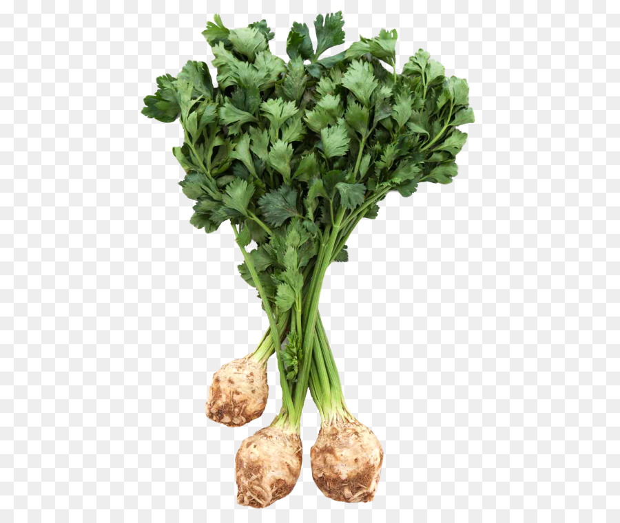 Musim Semi Hijau，Celeriac PNG