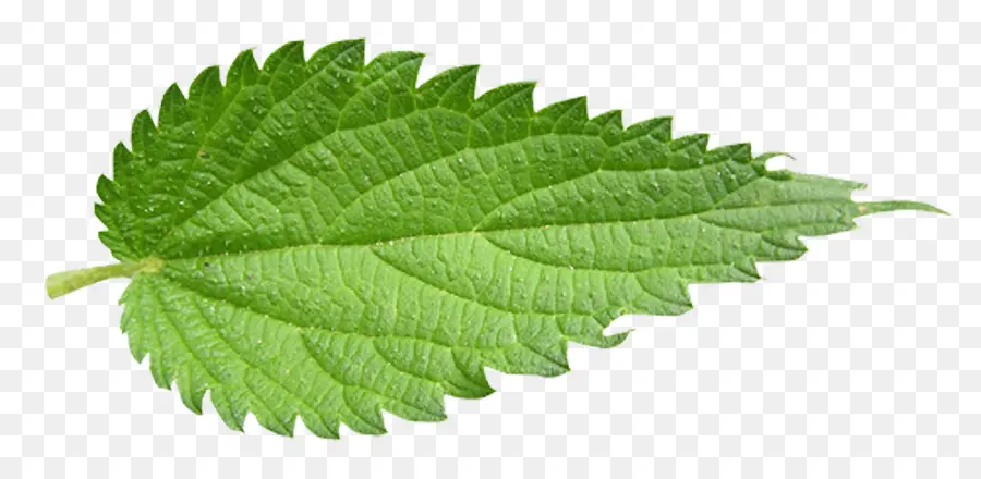 Daun Mint，Herba PNG