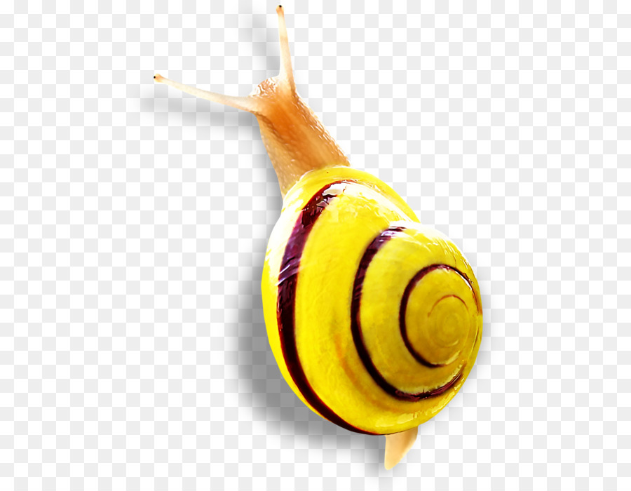 Siput，Kerang PNG