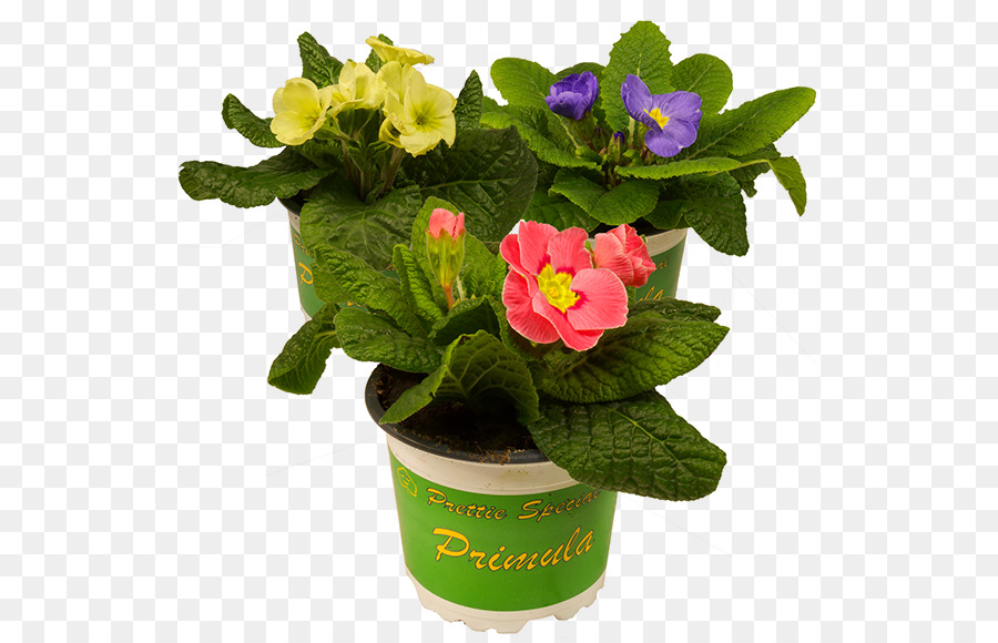 Primrose，Permen Jagung PNG