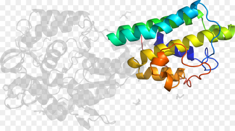 Struktur Protein，Molekul PNG