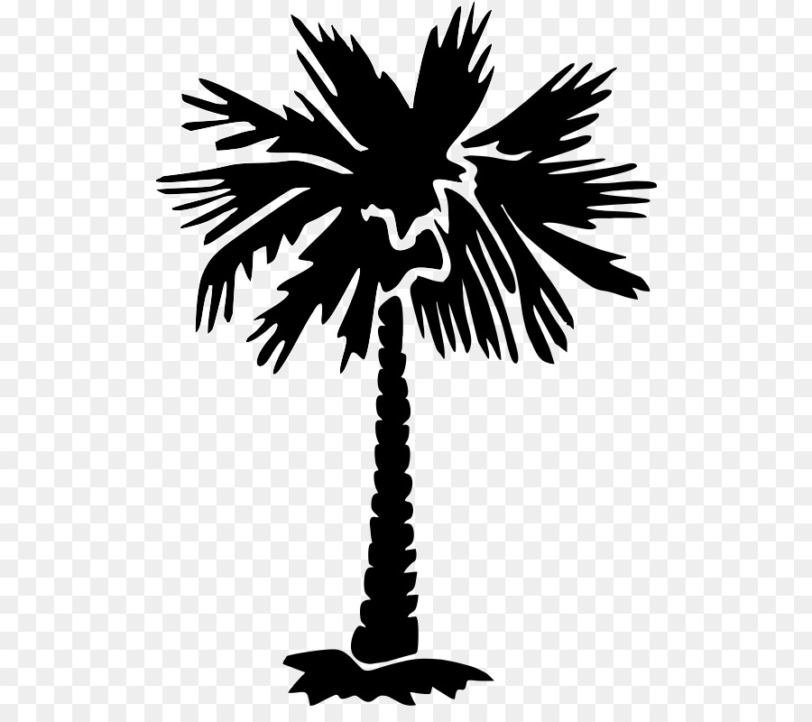 Sabal Palm，Arecaceae PNG