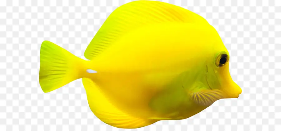 Ikan，Kuning PNG