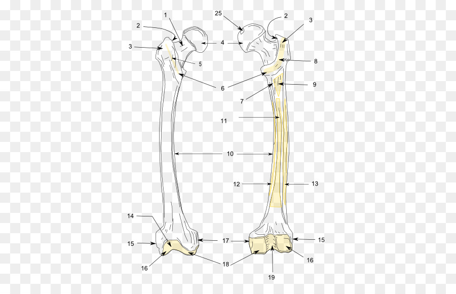 Garis，Titik PNG