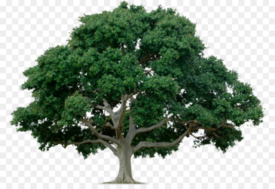 Pohon，Arborist PNG