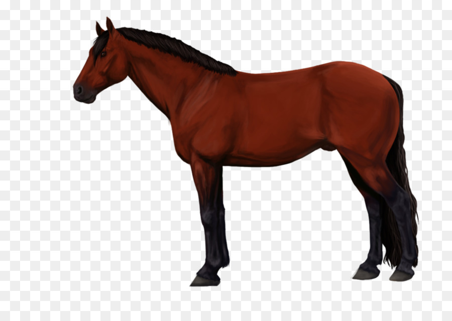 Hanoverian Kuda，Kuda PNG