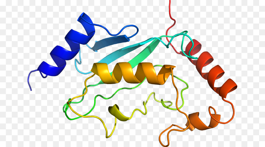 Struktur Protein，Molekul PNG