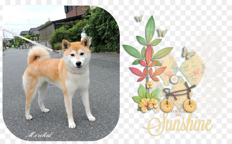 Shiba Inu，Akita PNG